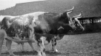 Side View of Steer at Caledonia County Fair