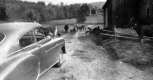Cows Lie in Road in Barnet