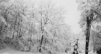 Winter Scene