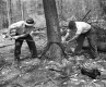Two Men Sawing a Tree