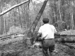 Guy Blaise Chopping Down Trees