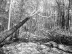 Falling Tree