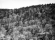 A Hill Covered in Trees