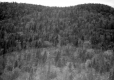 A Forested Hill