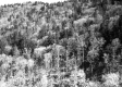 Dense area of trees