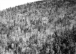 Timber land for Middlebury College