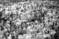 Dense area of trees