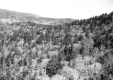 Dense area of trees