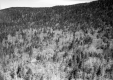 Forested Hill