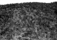 Dense area of trees