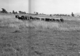 Whiteface Ranch Cattle