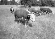 Cattle at Whiteface Ranch
