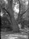 Tree on R. Helen Bradley Property