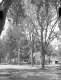 Diseased Trees at Junction of Western & Allerton Avenues
