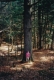 Cambridge Pines
