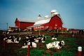 Cows take a rest, Spear Street
