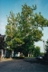 A Sycamore in Shoreham Village