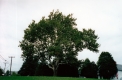Sycamore Tree in Shelburne