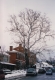 Sycamore Tree in Middlebury