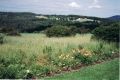 Greensboro Summer 2003