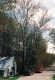 A Sycamore along Old Route 116