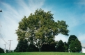 Sycamore Tree