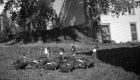Ducks on the Fletcher Farm