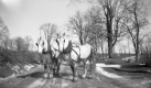Draft horses of Fletcher Farm