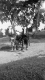 Draft horses and carriage 