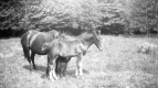 Horse and Pony at Fletcher Farm