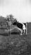 Ayrshire Cow gazes at man at Fletcher Farm