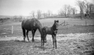 Colt and horse at Fletcher Farm