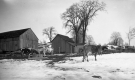 Ayrshire Cows on Fletcher Farm