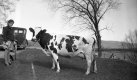 Ayrshire Cow and young girl