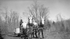Hitched Horses 