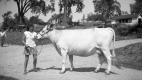 Girl with Ayrshire Cow at Fletcher Farm
