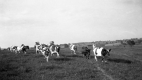 Herding Ayrshire Cows at Fletcher Farm