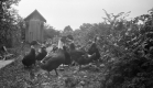 Ducks on the Fletcher Farm