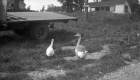 Ducks on the Fletcher Farm
