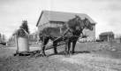 A Team of horses at the Fletcher Farm
