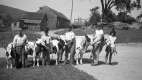 Showcasing the Ayrshire Cows