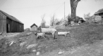 Shorn sheep and lamb at Fletcher Farm