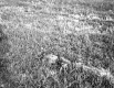 Dead Woodchuck