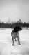 Dog in the snow