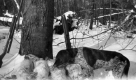 Dog sniffing in the snow