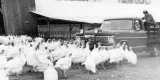 Turkeys in front of a truck