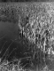 Flood damage