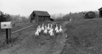Geese walking up a driveway