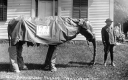 194 Year Old Elephant