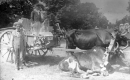 Colonial Bridge and Groom in 1913 Celebration